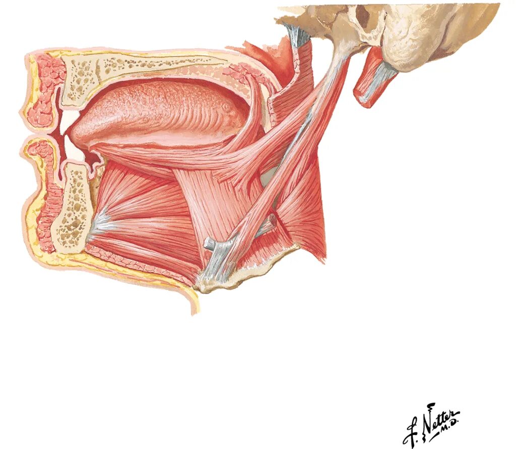 Подъязычная складка. Подъязычно язычная мышца латынь. Скелетные мышцы языка анатомия.