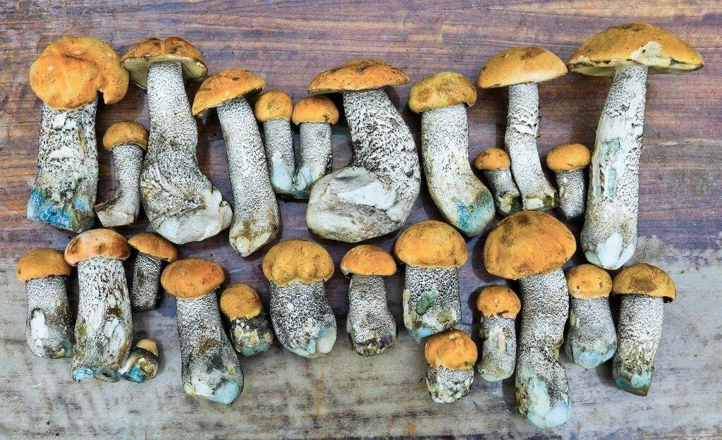 подосиновик мякоть. подосиновик на срезе. белый гриб и подосиновик. боровики грибы синеющие. подосиновик на срезе.