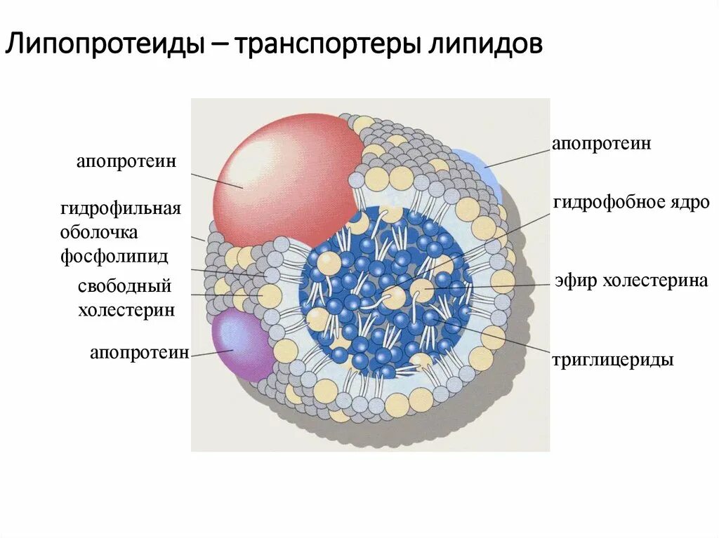 Липопротеиды. Структура липопротеидов. Липопротеиды клеточных мембран. Триглицериды липопротеины.