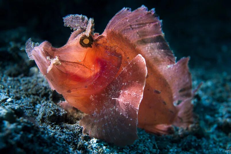 На дне океана существа. Рыба-Скорпион Эшмейера. Коралловый удильщик. Морские окуни скорпеновые. Рапан рыба.