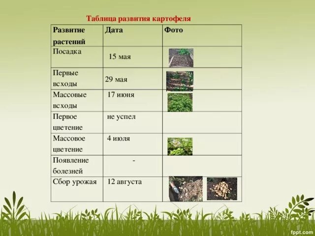 Таблица растений. Таблица развития картофеля. Наблюдение за развитием картофеля. Развитие растений таблица.