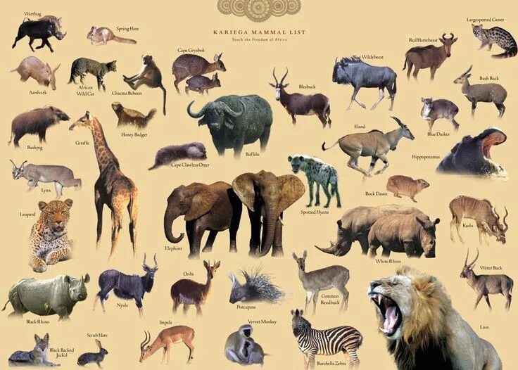 Картинка количество животных Hidden Animal Picture Puzzle Picture puzzles, Animal pictures, Animals