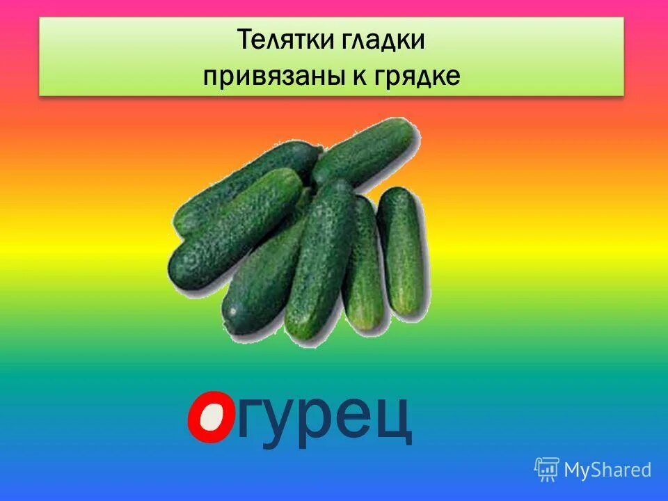 Телятки гладки привязаны к грядке лежат рядками зелены сами. Загадка телятки гладки привязаны к грядке. Лежат телятки гладки привязаны к грядке ответ на загадку. Загадка телятки гладки привязаны к грядке лежат рядками зелены сами. Загадка телятки гладки привязаны к грядке лежат рядками зелены сами.