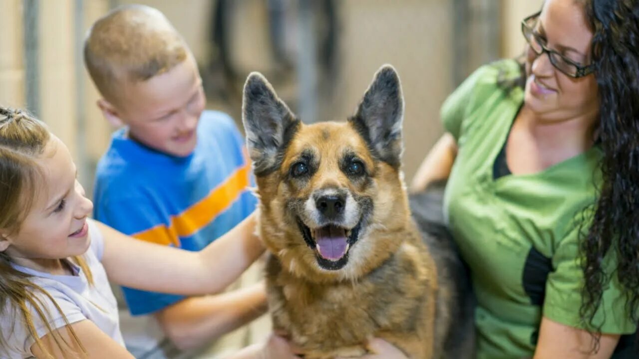 They are her pets. Домашние животные для детей. They are her pets. Волонтеры в приюте для животных. Животные.