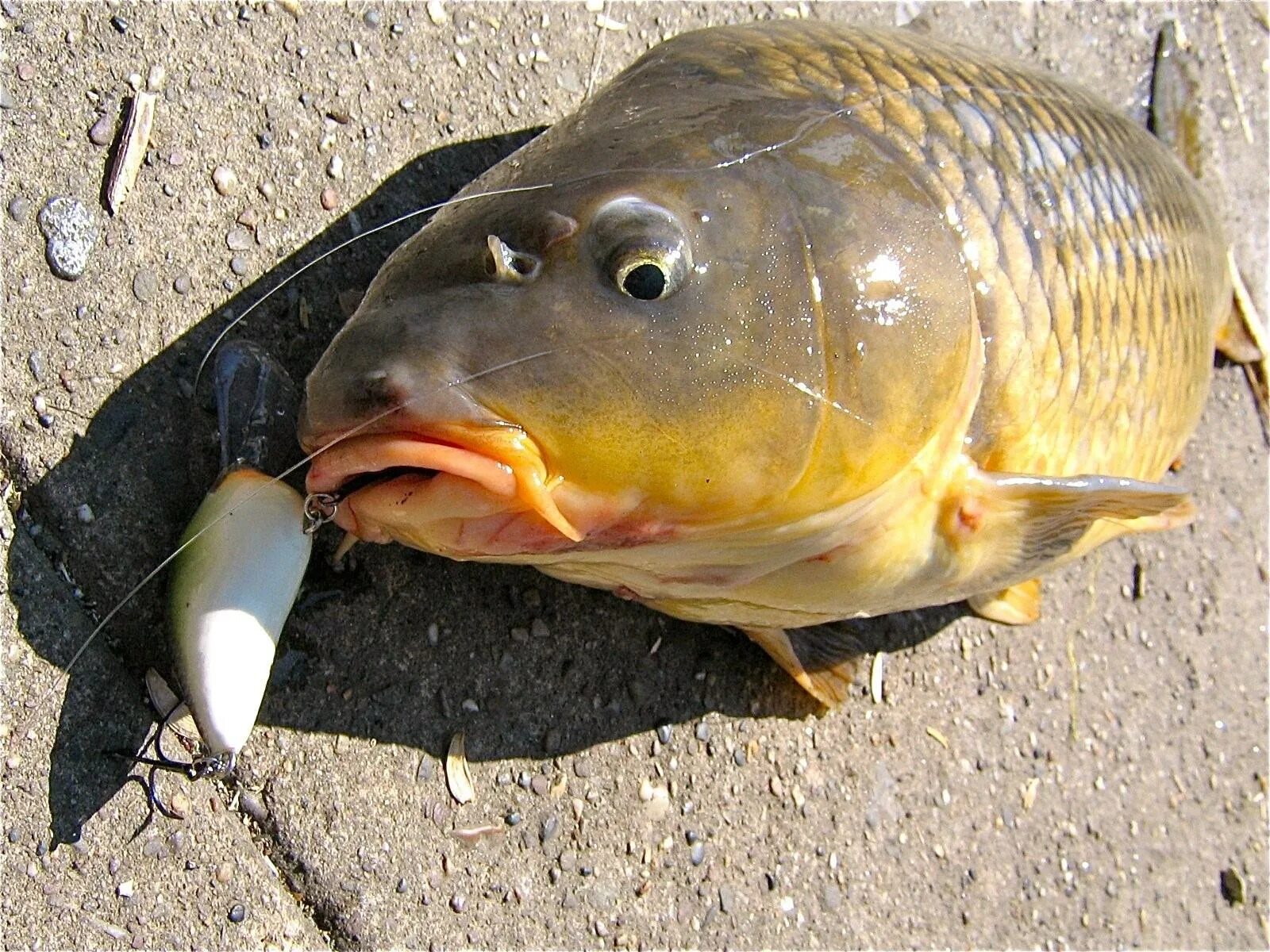 Карповые рыбы. Мелкий сазан. Карп. Сазан, обыкновенный карп. Голова сазана фото.