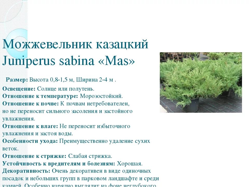 Можжевельник описание и фото размеры Можжевельники. Основные правила посадки и ухода.