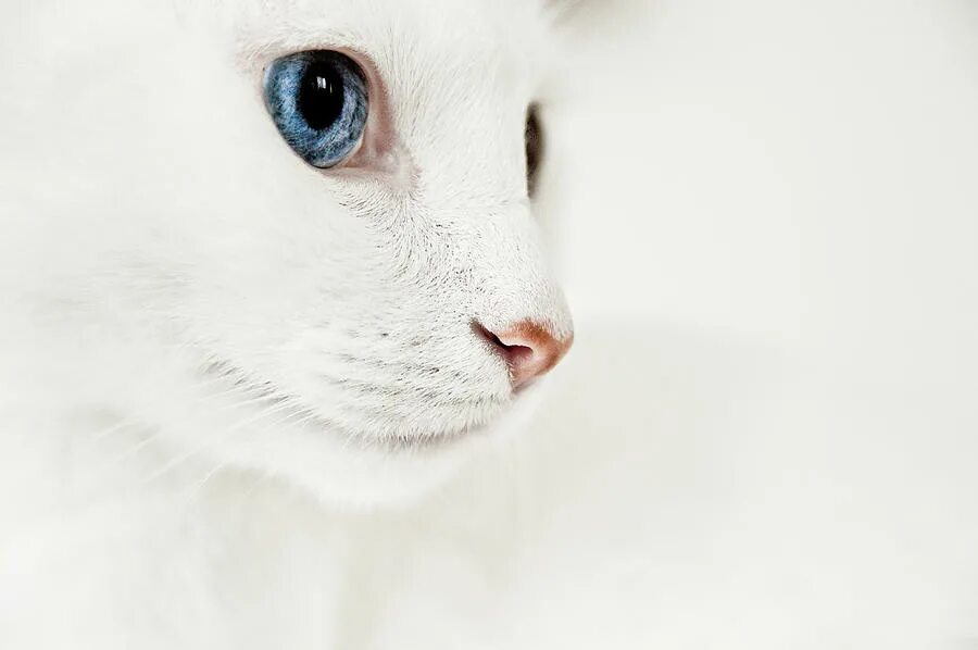 White. Белый кот с голубыми глазами. Белоснежный кот с голубыми глазами. Белая кошка с голубыми глазами. Белый.