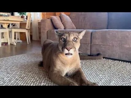 I m puma месси