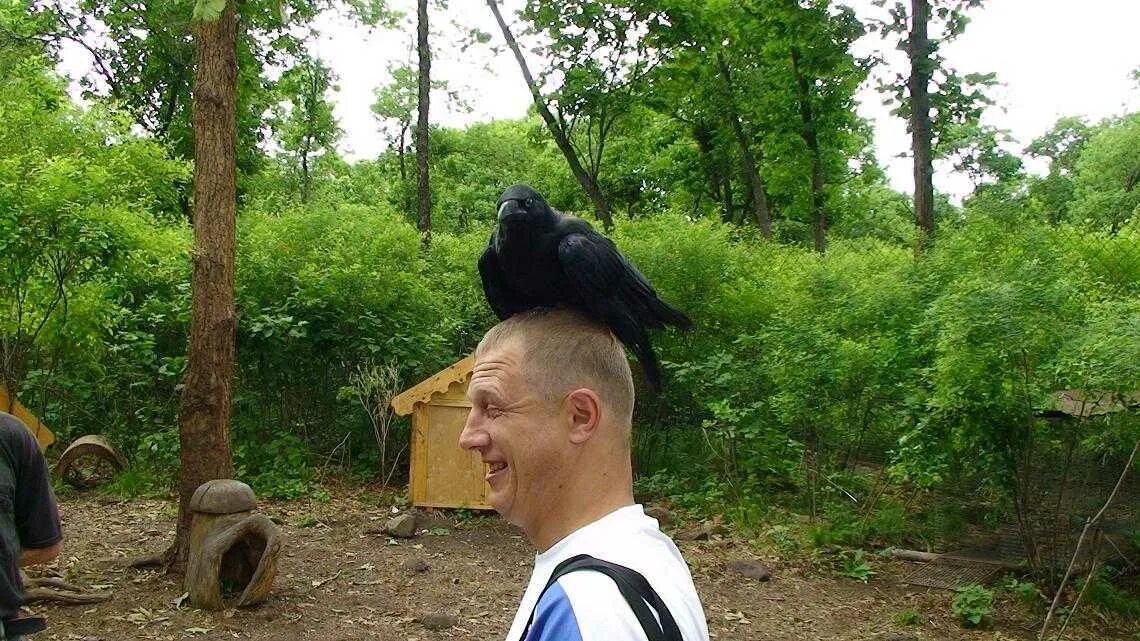 Ворона на голове приметы