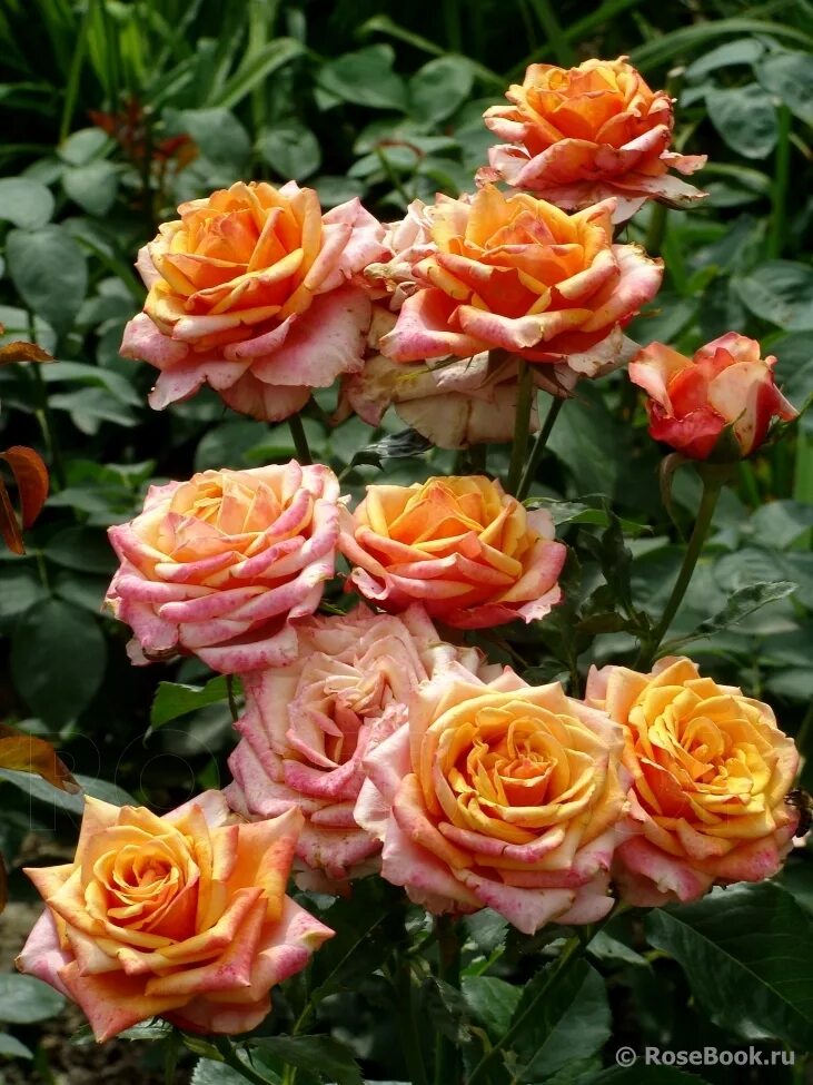 роза черри бренди энциклопедия роз. черри бренди отзывы. роза черри бренди. роза черри бренди тантау. роза чайно-гибридная черри бренди.