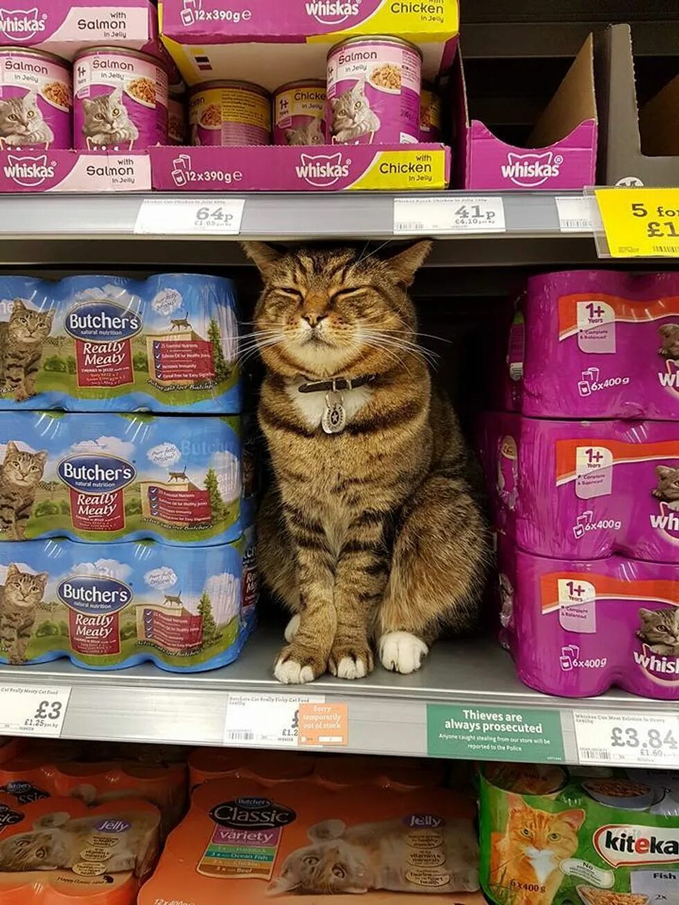 Магазин кошечек. Кошка в магазине. Прилавок с кошачьим кормом. Кот на прилавке. Кот на прилавке магазина.