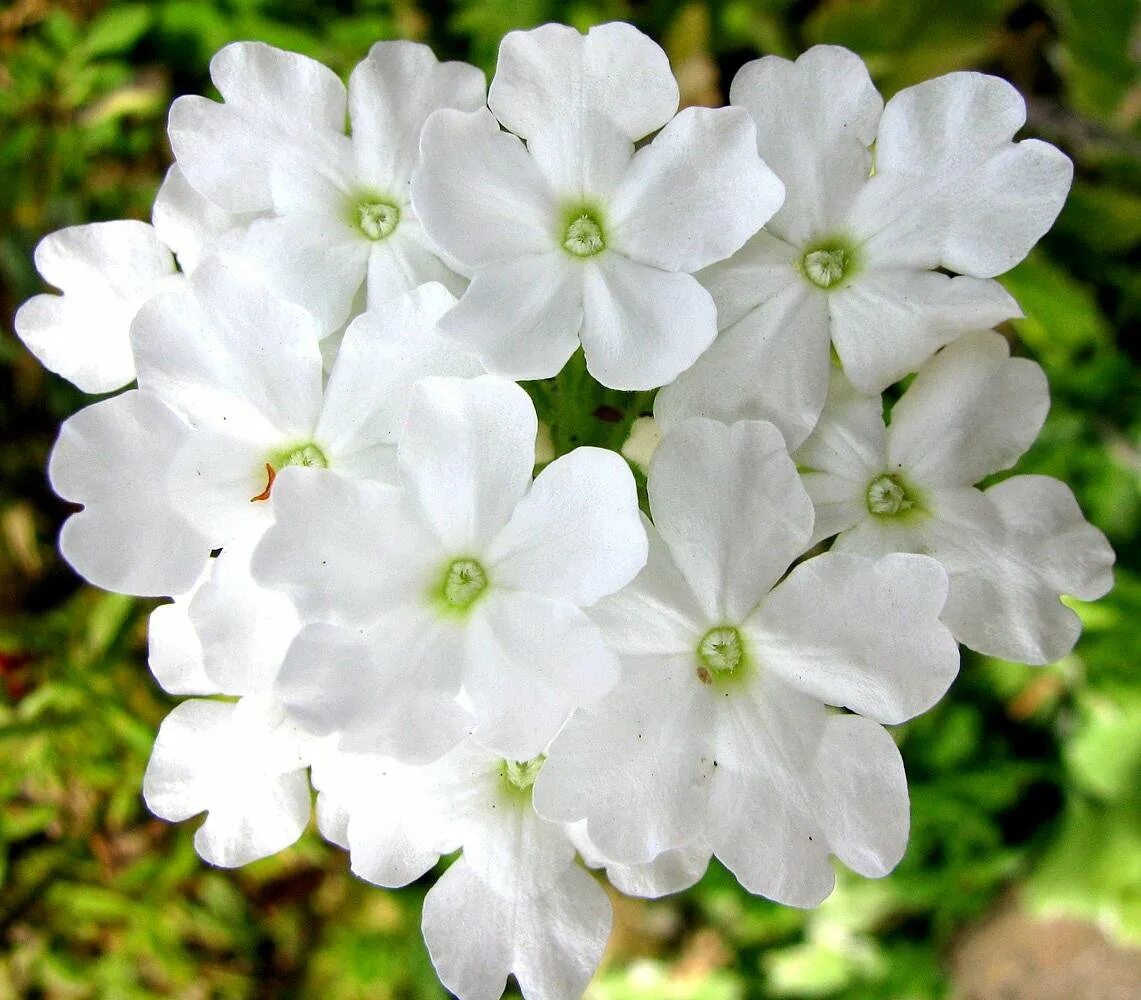 Вербена белая. Вербена Lindolena White. Вербена белая / Verbena White. Вербена Empress Flair White. Вербена кварц белая.