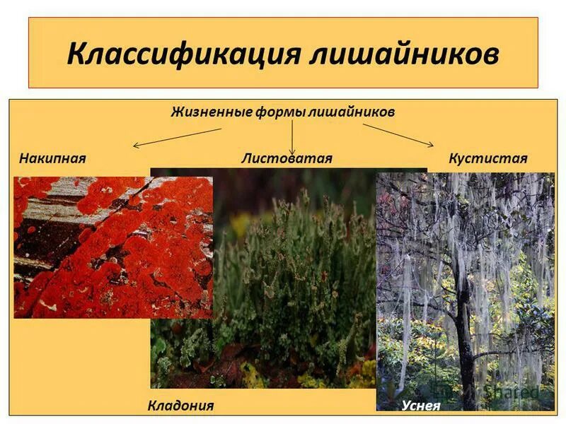 Царство лишайники примеры