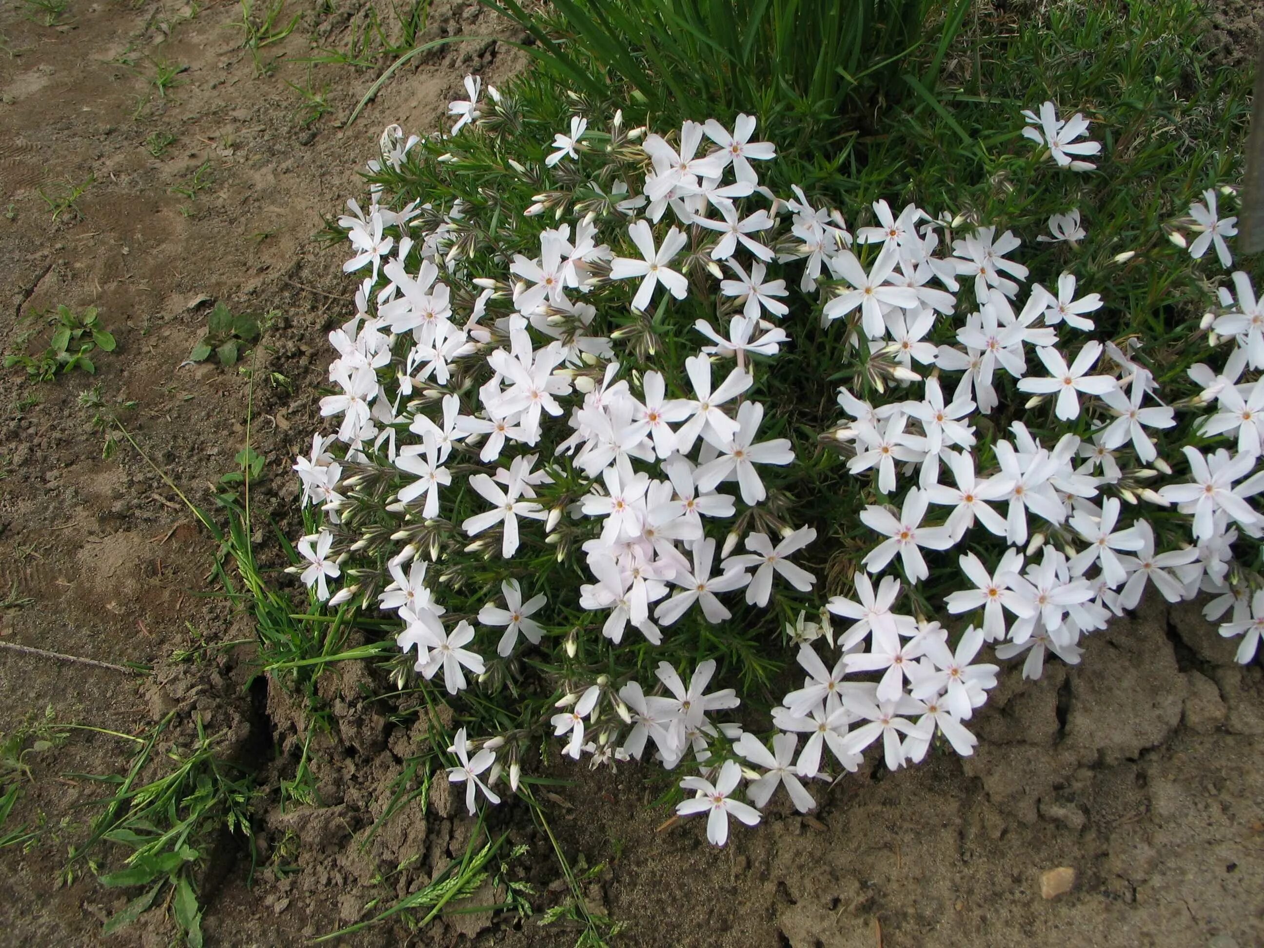 Флокс шиловидный. Растение Флокс шиловидный. Флокс шиловидный (Phlox subulata). Флокс шиловидный White. Флокс шиловидный многолетний описание