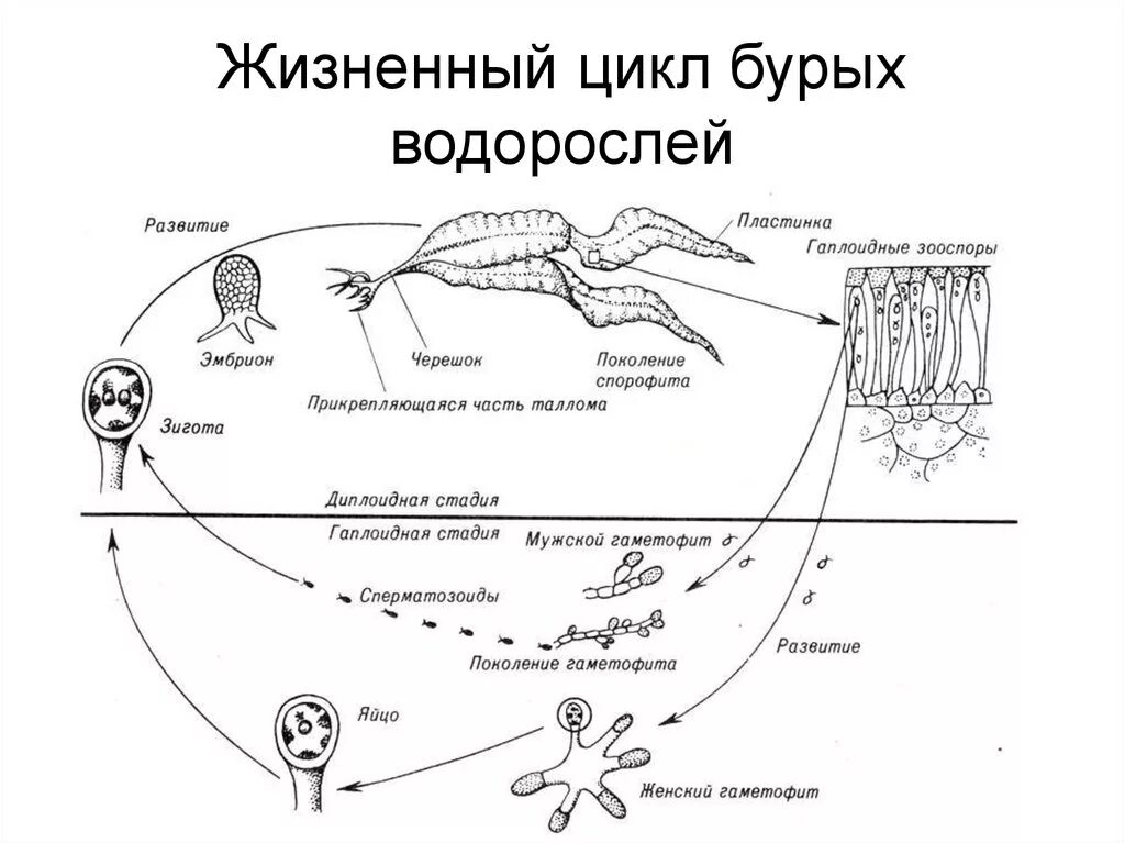 Цикл развития ламинарии. Цикл развития бурых водорослей. Схема жизненного цикла бурой водоросли. Цикл развития бурых водорослей схема.