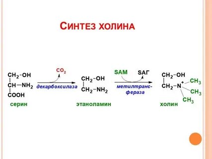 Коламин биологическая роль