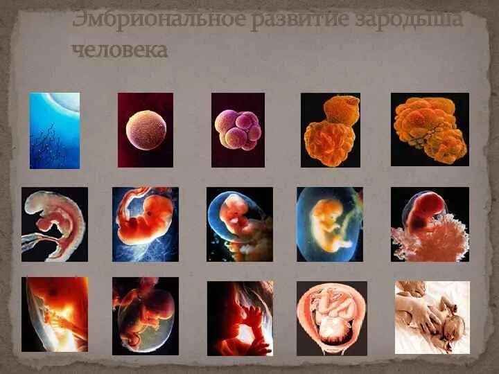 Эмбриональное развитие человека в основном. Развитие эмбриона человека. Этапы развития эмбриона человека. Эмбриональное развитие зародыша. Стадии развития эмбриона человека.