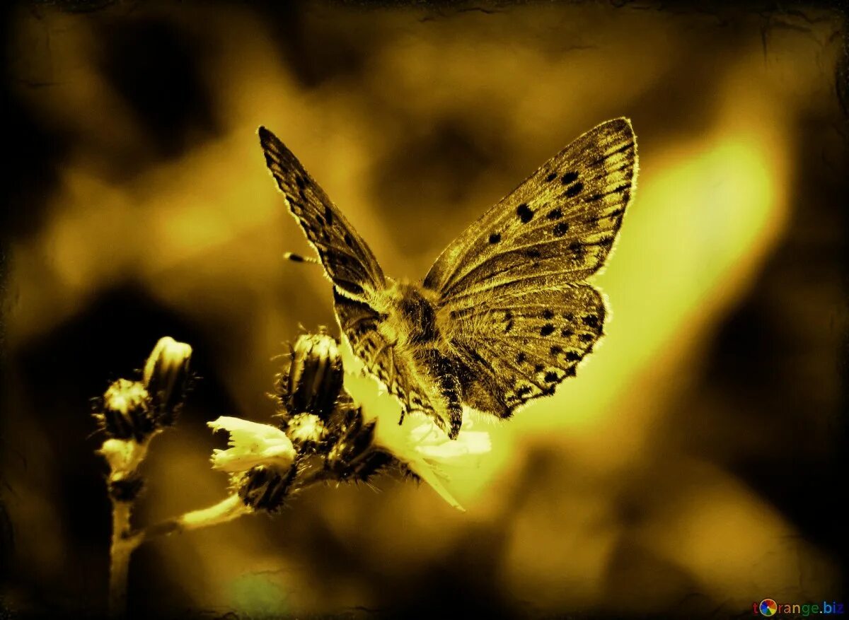 Взмах крыльев мотылька 2000. Бабочка в полете. Порхающие бабочки. Полет бабочки. Взмах бабочки.