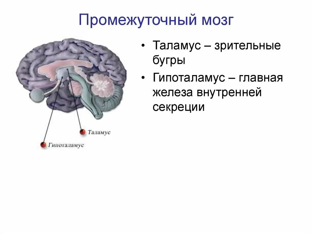 Промежуточный мозг таламус гипоталамус. Зрительные Бугры промежуточного мозга. Промежуточный мозг гипоталамус строение и функции. Функции гипоталамуса промежуточного мозга.