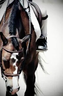Horse but