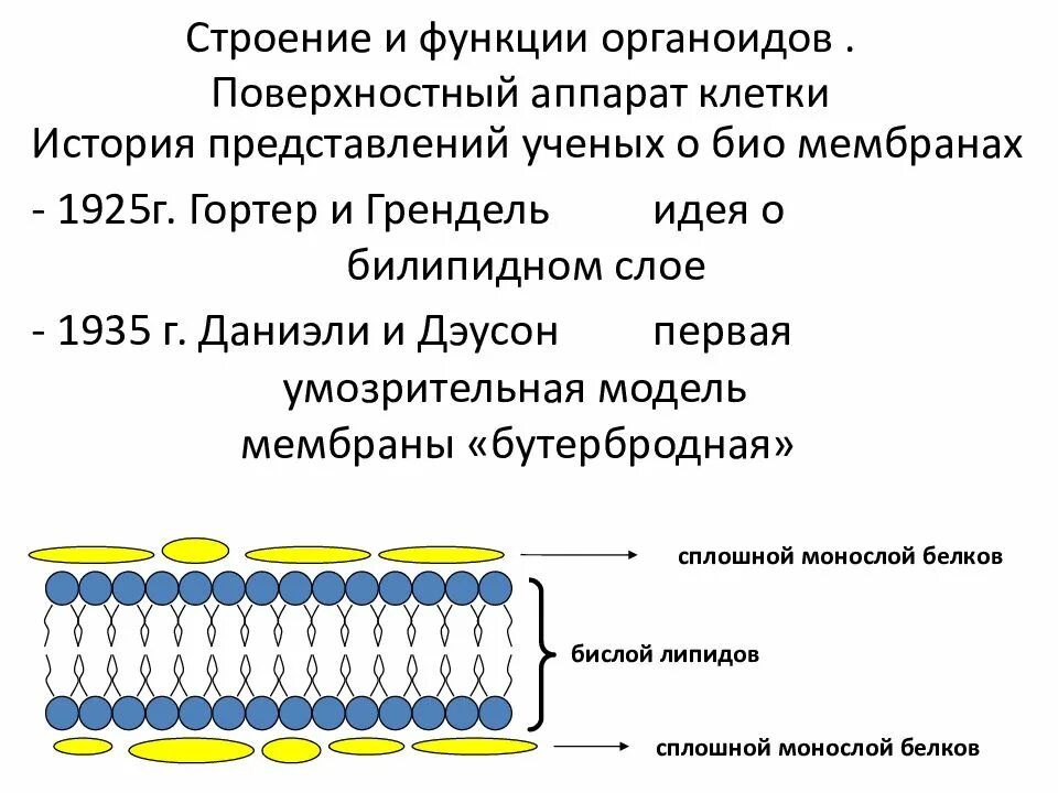 Слои образующие мембрану клетки. Гортер и Грендель модель мембраны. Билипидный слой клеточной мембраны. Поверхностный аппарат клетки биологическая мембрана. Функции структур поверхностного аппарата клетки.