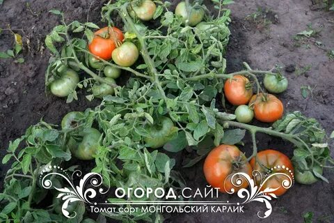 Сибирский карлик фото