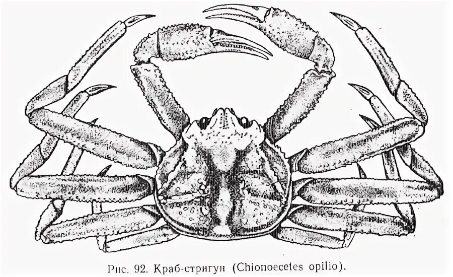 Краб чертеж. Клешни краба Камчатского строение. Краб Брэди Стригун. Строение Камчатского краба. Анатомия краба.