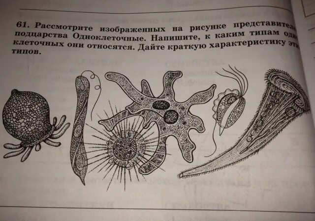 Какой организм изображен на рисунке. Организм изображённый на рисунке имеет. Укажите название организма изображённого на картинке. Зоологический рисунок рисунок псевдоподии.