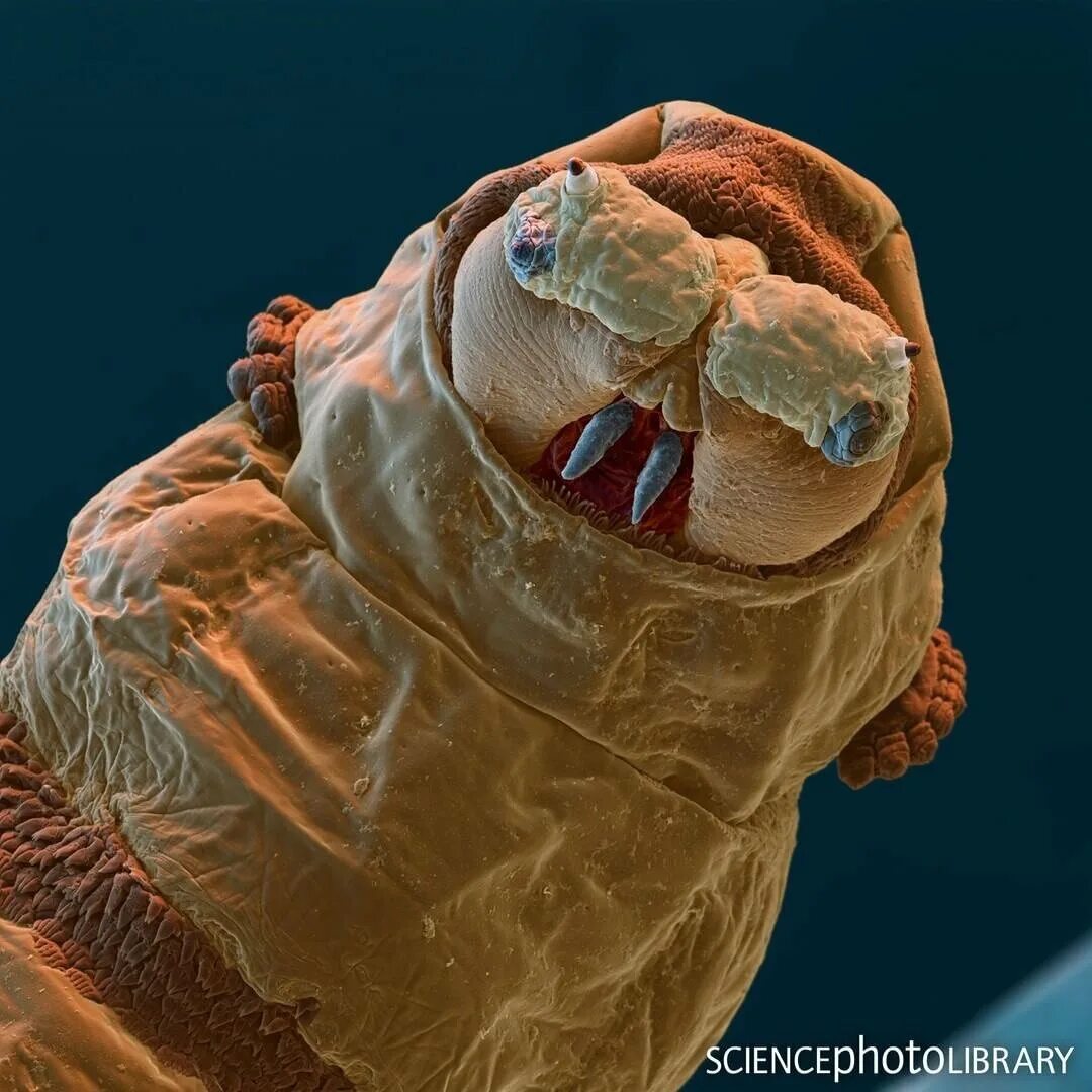 Бактерии на мухе. Личинка опарыша паразит. Микрофотография дождевого червя. Дождевой червь под микроскопом.