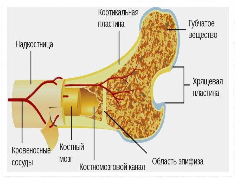 Функция желтого костного мозга в трубчатой кости. Строение кости кортикальная пластинка. Кортикальный слой кости и надкостница. Кость строение надкостница. Костная ткань кортикальная пластина.