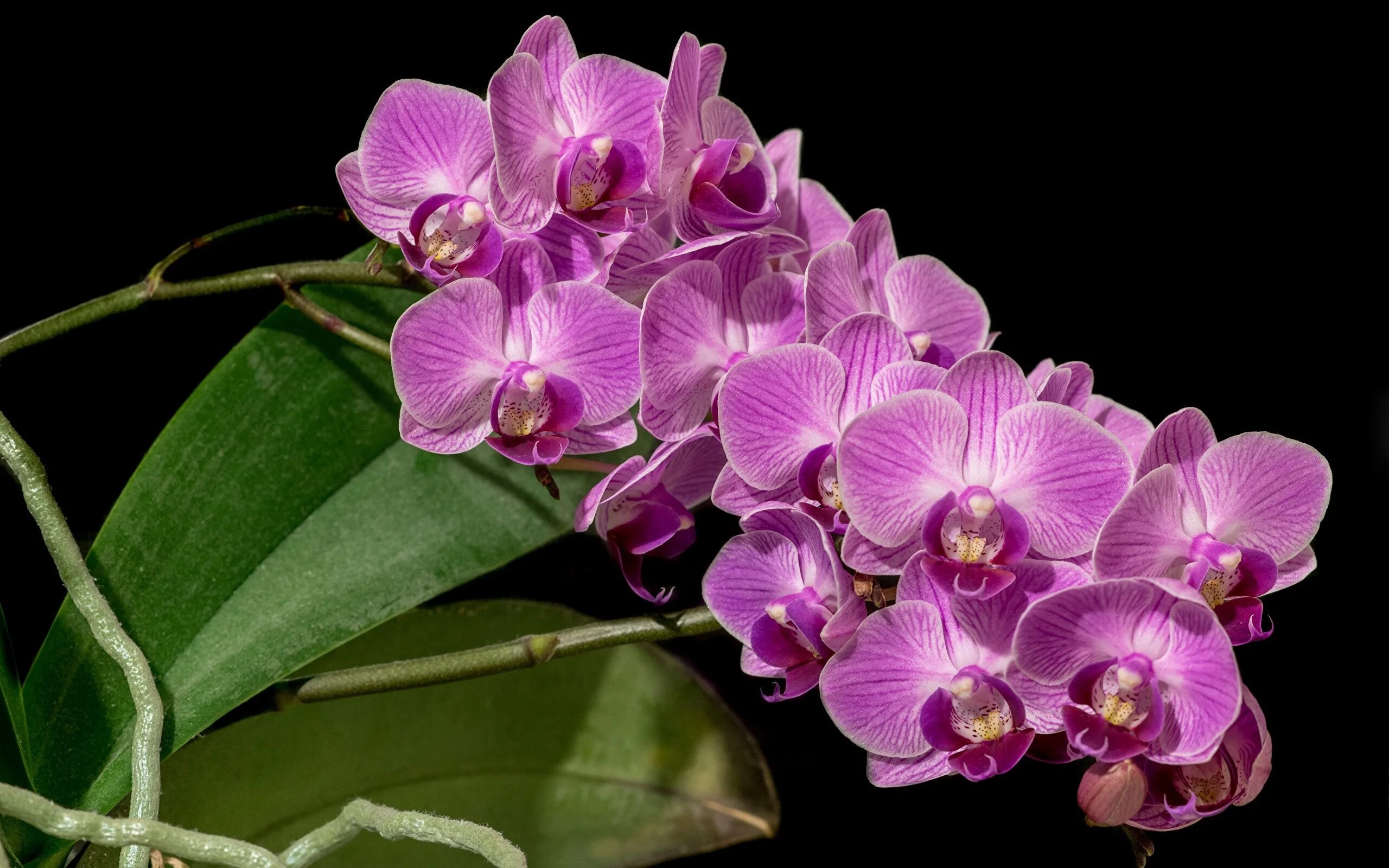 Flowers orchids. Орхидея фаленопсис. Фаленопсис Юкка Орхидея. Орхидея фаленопсис Монза. Фаленопсис Посейдон.