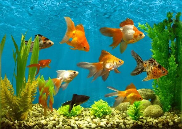 Pin by Aqua Dreams on #Аквариум идеи Aquarium fish, Fish tank, Aquarium design