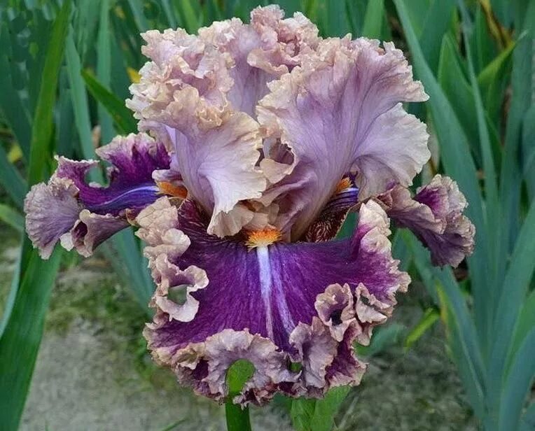 Iris in labyrinth