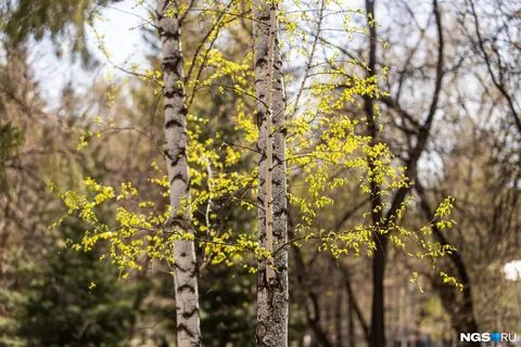 Фото осины весной без листьев