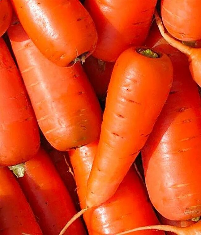 Лучшие сорта моркови для средней полосы. Сорт моркови Роял. Морковь Роял форто. Морковь сорт шансон. Морковь Роял шансон.