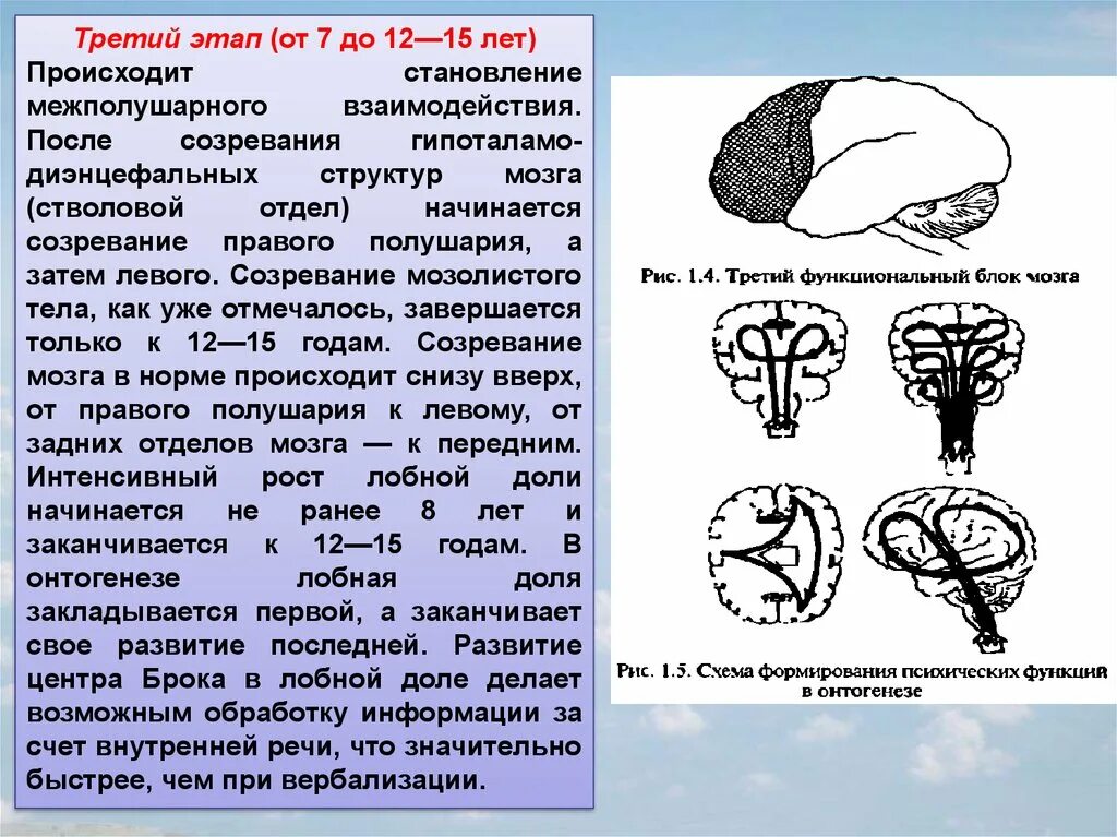 Развитие мозга возраст