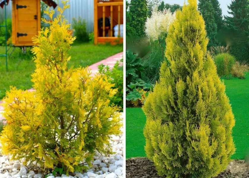Туя меняет цвет. Туя Санкист. Туя Западная Санкист. Туя Западная Санкист Sunkist. Туя Западная Ауреоспиката.
