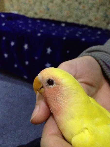 Клетка для попугаев неразлучников. Попугай неразлучник разговаривает. Оранжевоголовый неразлучник. Неразлучников можно научить говорить. Ожереловый попугай лютино.