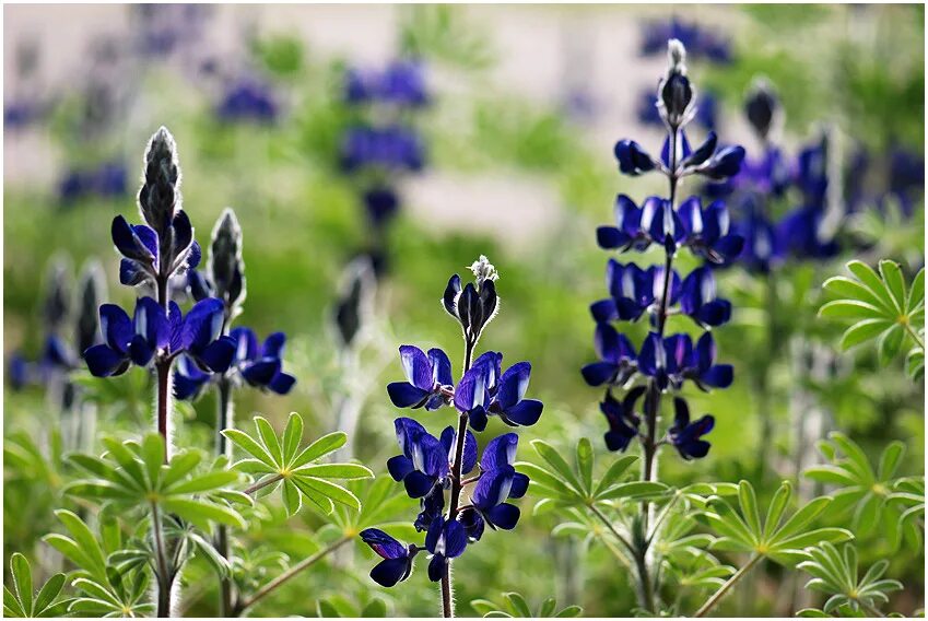 Растения семь букв. Растения семь букв. Растения семь букв. Fumana procumbens. Растения семь букв.