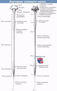 Боковой столб