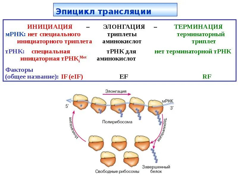 Функции рнк в биосинтезе белка. Биосинтез белка трансляция инициация элонгация терминация. этапы синтеза белка инициация элонгация терминация. биосинтез белка схема инициация элонгация терминация. этапы синтеза белка (инициация, элонгация, терминация) биохимия.