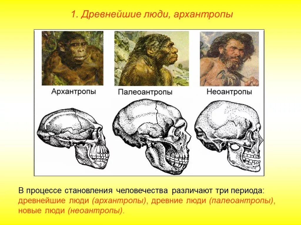 Люди современного типа признаки. Эволюция человека архантропы Палеоантропы Неоантропы. Человек разумный неандерталец и кроманьонец. Хомо сапиенс неандерталец кроманьонец этапы развития человека. Этапы эволюции человека Палеоантропы.