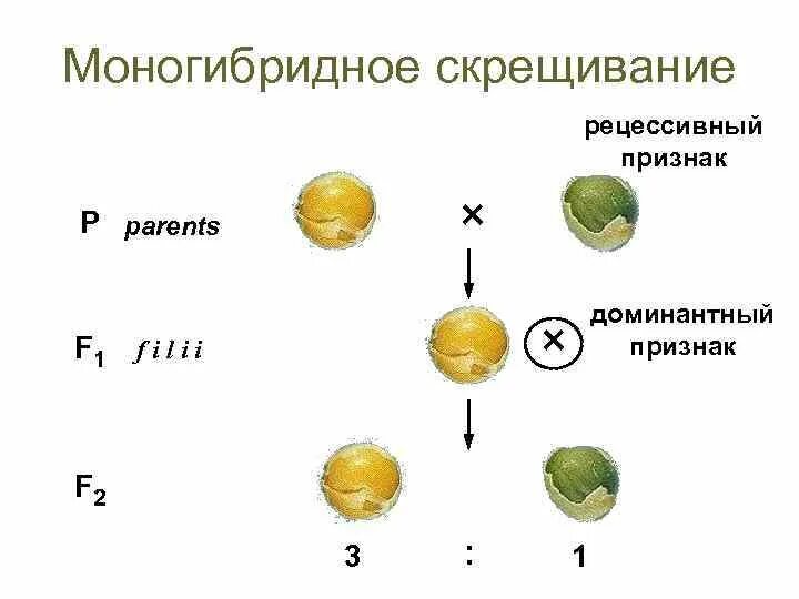 Доминантные и рецессивные признаки томата. Моногибридное скрещивание f2. Схема моногибридного скрещивания. Доминантный признак и рецессивный признак. Скрещивание рецессивного и доминантного.