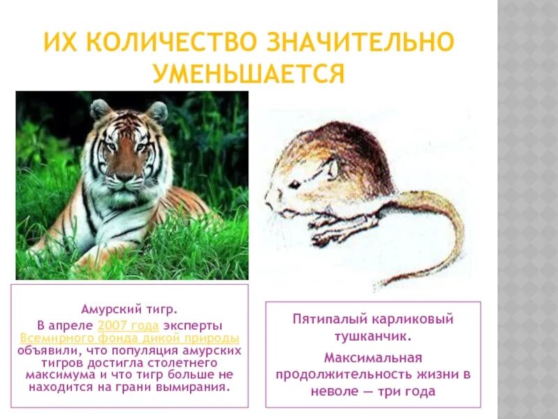 Необходимость сохранения популяции амурского тигра закреплена. Причины вымирания Амурского тигра. Причины исчезновения амурских тигров. Причины исчезновения Амурского тигра. Амурский тигр красная книга причины исчезновения.
