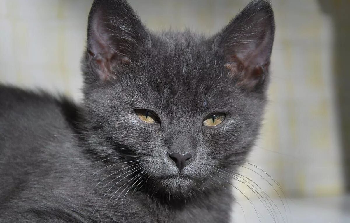 Фенотип сибирской породы кошек. Котенок фенотип. Коштек. Котенок фенотип. Фенотип кошки.