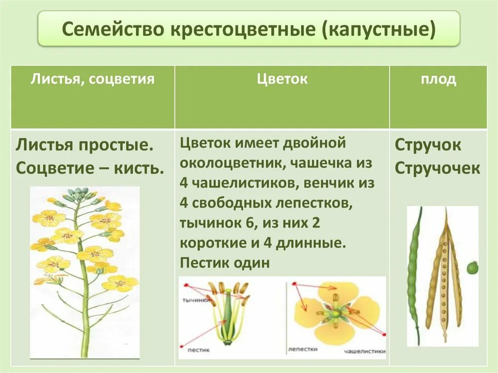 Типы цветков крестоцветных. Семейство крестоцветные соцветие. Семейство крестоцветные ,плодоцветие. Семейство крестоцветные(капуста) соцветие. Семейство крестоцветные соцветие кисть.