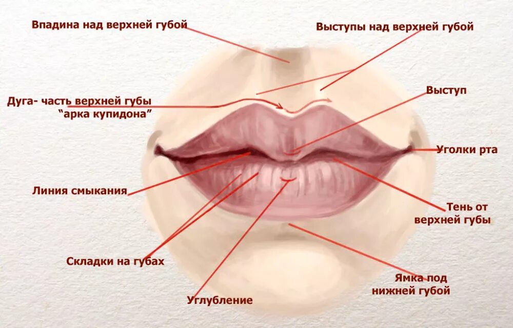 Складки углы рта. Строение губ человека анатомия. Строение верхней губы человека.