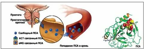 Как снизить уровень пса