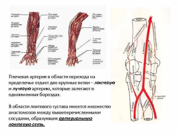 Правая лучевая артерия. Плечевая артерия ветви области кровоснабжения. Лучевая и локтевая артерии топография ветви области кровоснабжения. Артерии локтевого сустава схема. Коллатеральное кровообращение локтевого сустава.