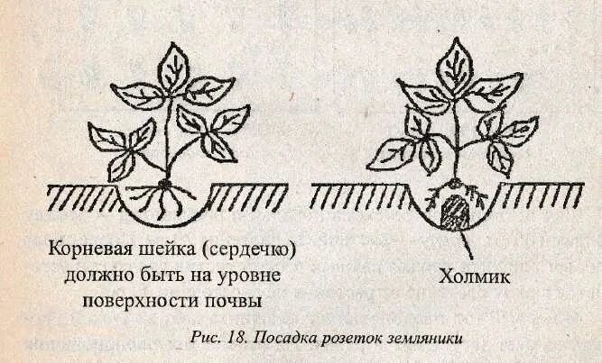 Как отличить мужское. Мужские и женские кусты клубники как отличить. Мужские кусты клубники. Мужские и женские кусты клубники. Мужские и женские цветки клубники.